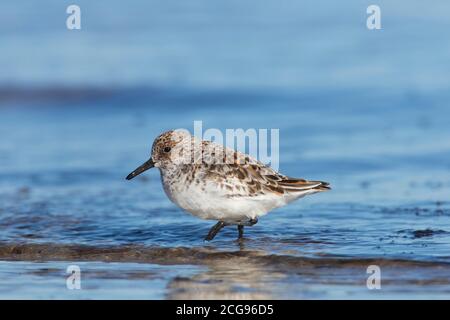 Sanderling (Calidris alba) In der Zucht Gefieder Nahrungssuche am Strand im Frühjahr Stockfoto