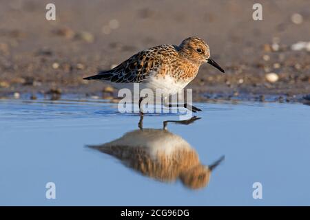 Sanderling (Calidris alba) In der Zucht Gefieder Nahrungssuche am Strand im Frühjahr Stockfoto