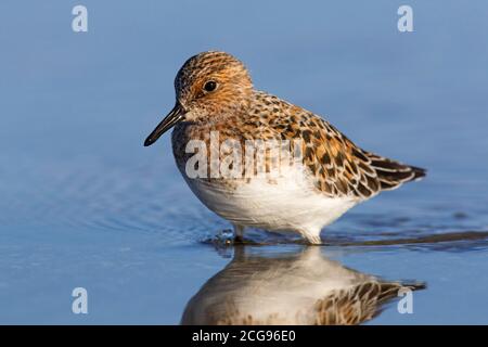 Sanderling (Calidris alba) In der Zucht Gefieder Nahrungssuche am Strand im Frühjahr Stockfoto