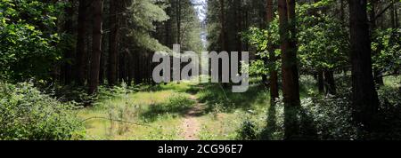 Blick auf Woodland in Thetford Forest, Thetford Town, Norfolk, England, Großbritannien Stockfoto