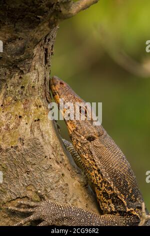 Adulter asiatischer Wassermonitor, der sich in der Wintersonne auf einem freiliegenden Baumstamm im Sundarban Tiger Reserve, West Bengal, Indien sonnt Stockfoto