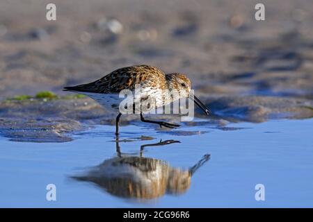 Dunlin (Calidris alpina) In der Zucht Gefieder Nahrungssuche am Strand im Frühjahr Stockfoto