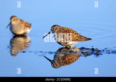 Zwei Dunlins (Calidris alpina) In der Zucht Gefieder Nahrungssuche am Strand im Frühjahr Stockfoto