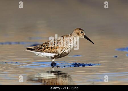 Dunlin (Calidris alpina) In der Zucht Gefieder Nahrungssuche am Strand im Frühjahr Stockfoto