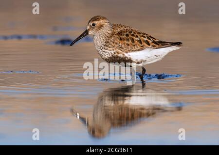 Dunlin (Calidris alpina) In der Zucht Gefieder Nahrungssuche am Strand im Frühjahr Stockfoto