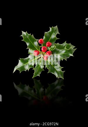 Zweig aus angeordneten Stechpalmblättern mit roten Beeren - Ilex Aquifolium Stockfoto