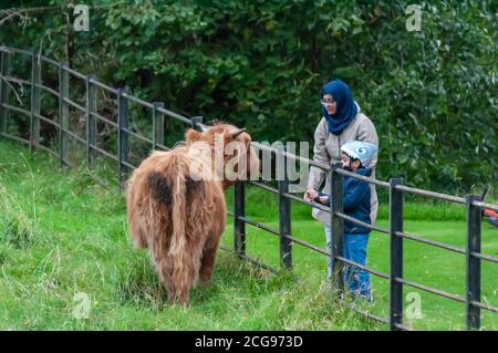 Glasgow, Schottland, Großbritannien. September 2020. UK Wetter: Besucher füttern eine junge Hochlandkuh im Pollok Country Park. Kredit: Skully/Alamy Live Nachrichten Stockfoto