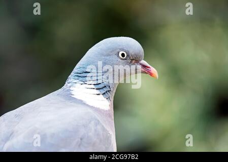 Nahaufnahme von Woodpigeon Columba Palumbus, Nahaufnahme des Kopfes Stockfoto