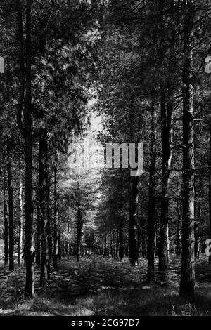 Blick auf Woodland in Thetford Forest, Thetford Town, Norfolk, England, Großbritannien Stockfoto