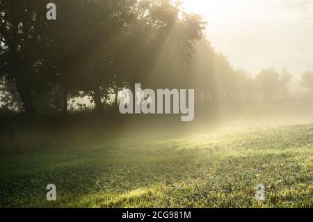 Eine malerische Aussicht auf die Sonnenstrahlen, die an einem nebligen Septembermorgen durch den Nebel in der Landschaft von Hampshire scheinen. Stockfoto