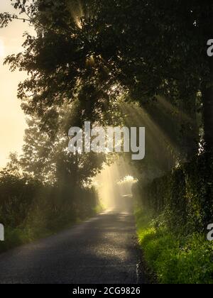 Sonnenstrahlen, die an einem nebligen Septembermorgen auf eine ländliche Landstraße in Hampshire durch den Nebel scheinen. Stockfoto