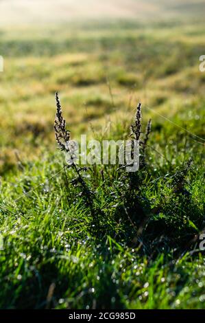Morgentau auf dem Boden wird von der Sonne auf einem Feld in der Landschaft von Hampshire an einem nebligen Septembermorgen beleuchtet. Stockfoto
