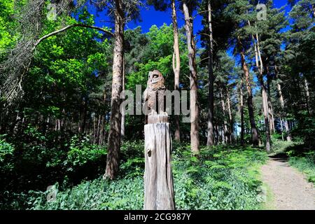 Blick auf Woodland in Thetford Forest, Thetford Town, Norfolk, England, Großbritannien Stockfoto