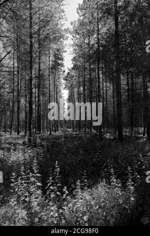 Blick auf Woodland in Thetford Forest, Thetford Town, Norfolk, England, Großbritannien Stockfoto