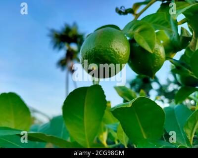 Zwei Zitronen hängen von Zitronenbaum mit grünen Blättern und blauen Himmel im Hintergrund. Selektiver Fokus. Stockfoto