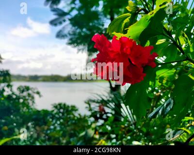 Blick auf china Rose Blume mit verschwommenem blauen Himmel und grünen Blättern im Hintergrund. Selektiver Fokus. Stockfoto