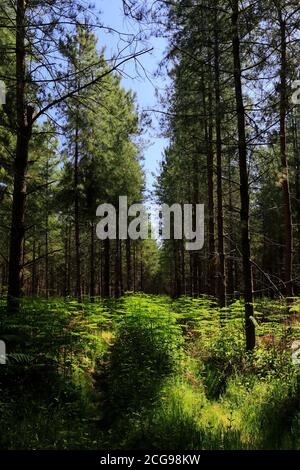 Blick auf Woodland in Thetford Forest, Thetford Town, Norfolk, England, Großbritannien Stockfoto