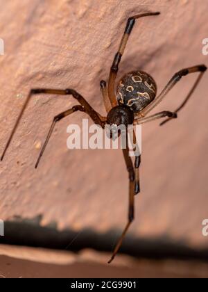 Braune Witwe der Art Latrodectus geometricus Stockfoto