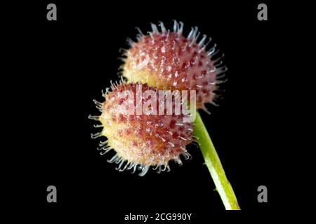 Spaltkerne, Stachelgras oder Sticky Willie (galium aparine), Nahaufnahme der kleinen Früchte mit den eingehackten Haaren, isoliert vor schwarzem Hintergrund. Stockfoto