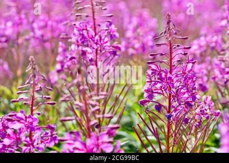 Rosebay Willowherb (epilobium angustifolium oder Chamerion angustifolium), Nahaufnahme mit einem einzelnen hinterleuchteten Blütenstachel aus vielen. Stockfoto