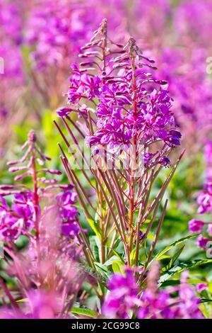 Rosebay Willowherb (epilobium angustifolium oder Chamerion angustifolium), Nahaufnahme mit einem einzelnen hinterleuchteten Blütenstachel aus vielen. Stockfoto