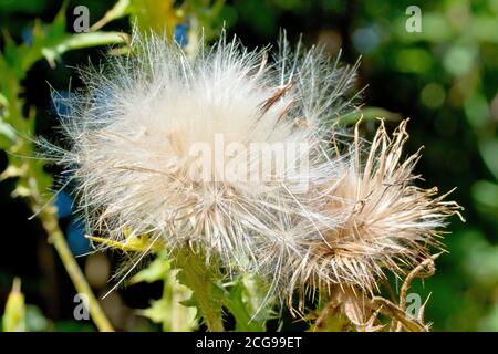Speer Thistle (cirsium vulgare), Nahaufnahme des flauschigen, federleichten Samenkopfes der Pflanze. Stockfoto
