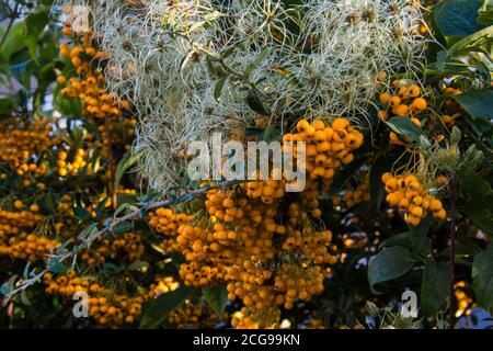 'Old Mans Beard' wächst durch Pyramicantha .plant. Stockfoto