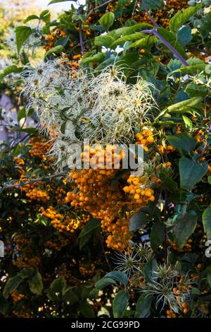 'Old Mans Beard' wächst durch Pyramicantha .plant. Stockfoto