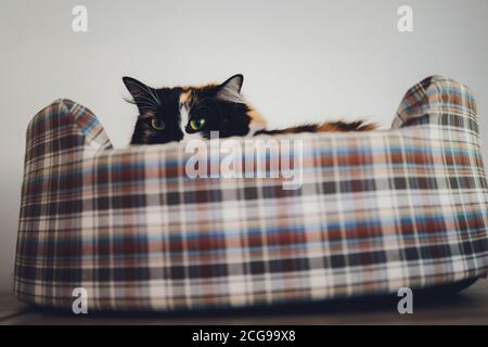 Eine Ingwer-Katze schläft in seinem weichen gemütlichen Bett auf einem Bodenteppich. Stockfoto