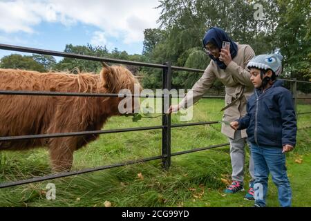 Glasgow, Schottland, Großbritannien. September 2020. UK Wetter: Besucher füttern eine junge Hochlandkuh im Pollok Country Park. Kredit: Skully/Alamy Live Nachrichten Stockfoto