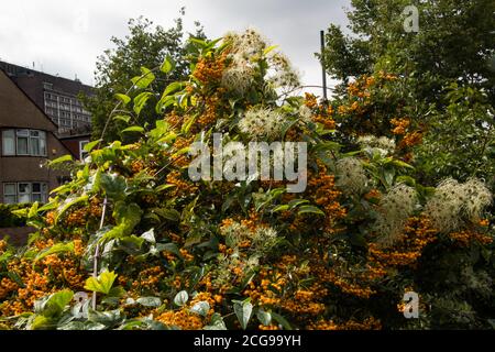 'Old Mans Beard' wächst durch Pyramicantha .plant. Stockfoto