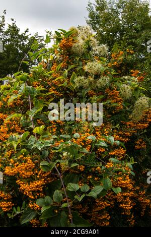 'Old Mans Beard' wächst durch Pyramicantha .plant. Stockfoto