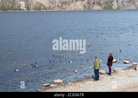 Das Paar steht auf den Felsen und schaut auf die Herde wilder Enten, die im Fluss Yenisei gegen das felsige Ufer schwimmen. Stockfoto