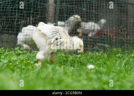 Gruppe von jungen flauschigen Ostern Baby Hühner zu Fuß auf der Gras im Garten Stockfoto