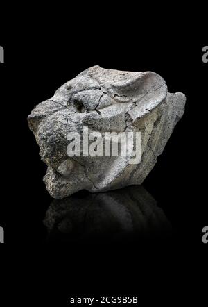 Hittite Statue Kopf eines Löwen, Hittite Hauptstadt Hattusa, Hittite Mittelreich 1650-1450 v. Chr., Bogazkale Archäologisches Museum, Türkei. Balck Hintergrund Stockfoto