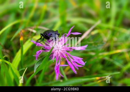 Nahaufnahme Langhornkäfer, Prionus coriarius auf violetter Blütenblüte im Gras Stockfoto