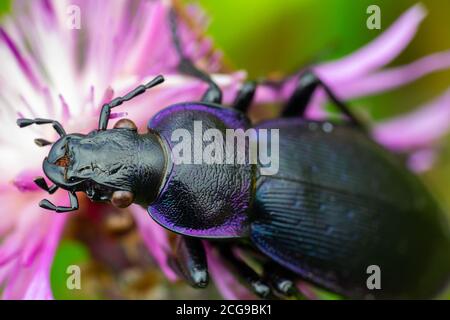 Makro des Langhornkäfer, Prionus coriarius auf violetter Blütenblume Stockfoto