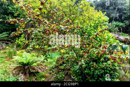 Ein blühender, weinender Krabbenapfelbaum, geschmolzener Lava, der im Herbst kleine Äpfel produziert. Stockfoto
