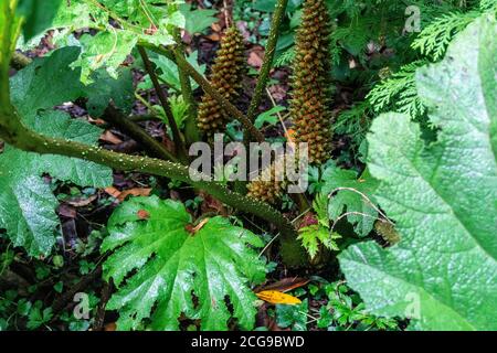 Die herbstliche rote Frucht der blühenden Spitze der Gunnera Pflanze, die ihre Samen weit verbreitet. Stockfoto