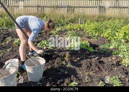 Eine junge Frau, 32 Jahre alt, in einer Weste gräbt Kartoffeln in einem rustikalen Garten auf dem Hintergrund eines Holzzauns während der Ernte im Herbst. Stockfoto