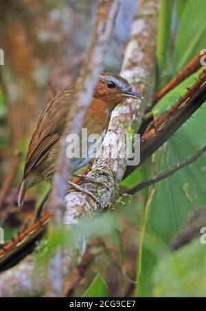 Rufous Gnateater (Conopophaga lineata vulgaris) Erwachsene thront auf Zweig Caledonia, Atlantic Rainforest, Brasilien Juli Stockfoto