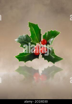 Zweig aus angeordneten Stechpalmblättern mit roten Beeren - Ilex Aquifolium Stockfoto