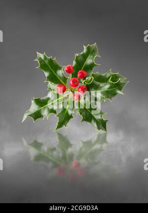 Zweig aus angeordneten Stechpalmblättern mit roten Beeren - Ilex Aquifolium Stockfoto