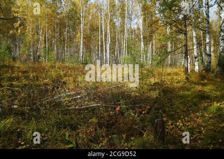 Eine gefallene Birke liegt im Herbst im gelben Gras in einer Waldlichtung in einem Birkenhain. Stockfoto