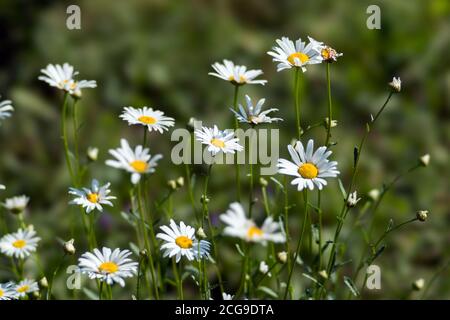 Gruppe von weißen Gänseblümchen auf einem Hintergrund von grünem Gras. Stockfoto