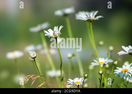 Viele weiße Gänseblümchen auf einem Hintergrund von grünem Gras. Stockfoto