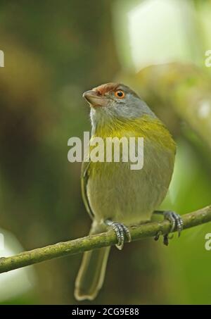 Rotbrauner Pfefferwürger (Cyclarhis gujanensis cearensis), ausgewachsener, am Ast REGUA sitzender, atlantischer Regenwald, Brasilien Juli Stockfoto