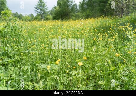 Eine große Lichtung von blühenden gelben Butterblumen (lat. Ranunculus) an einem Sommertag am Waldrand. Stockfoto