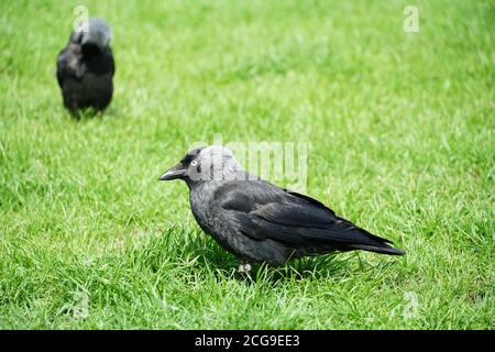 Ein sehr junger Rabe, in Latein Corvus genannt, mit Gefieder von mehreren Grautönen, die auf einem hellgrünen Rasen in der Nahansicht stehen. Stockfoto