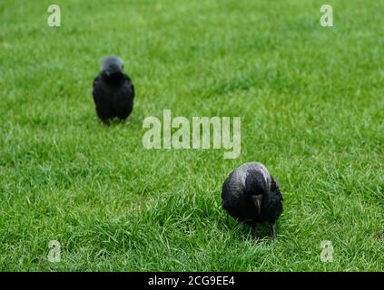 Ein sehr junger Rabe, in Latein Corvus genannt, mit Gefieder von mehreren Grautönen, die auf einem hellgrünen Rasen stehen. Stockfoto